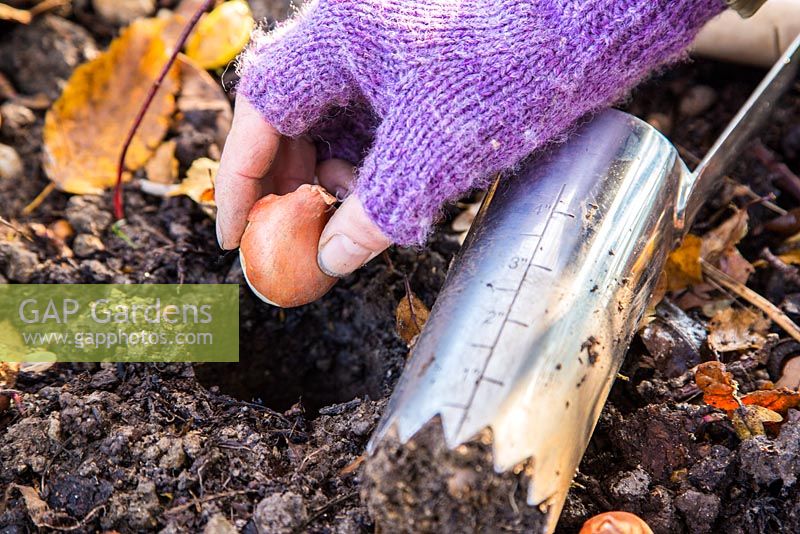 Woman planting Tulipa 'Rococo' bulbs in fresh hole made using Hand held bulb planter