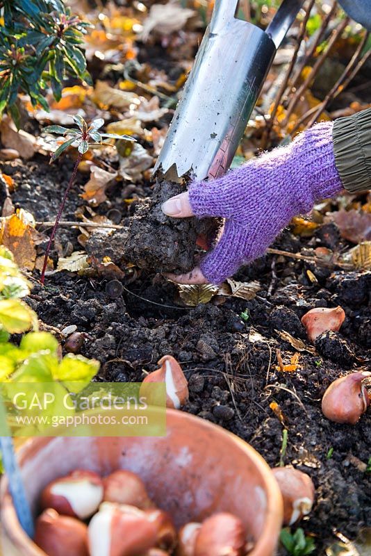 Woman removing soil from Hand held bulb planter in preparation for Tulipa 'Rococo' bulbs