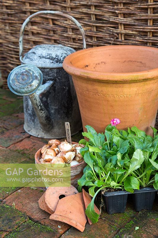 Planting Tulipa 'Black Parrot' and English Daisy Bellis perennis 'Pomponette' in large Terracotta pot