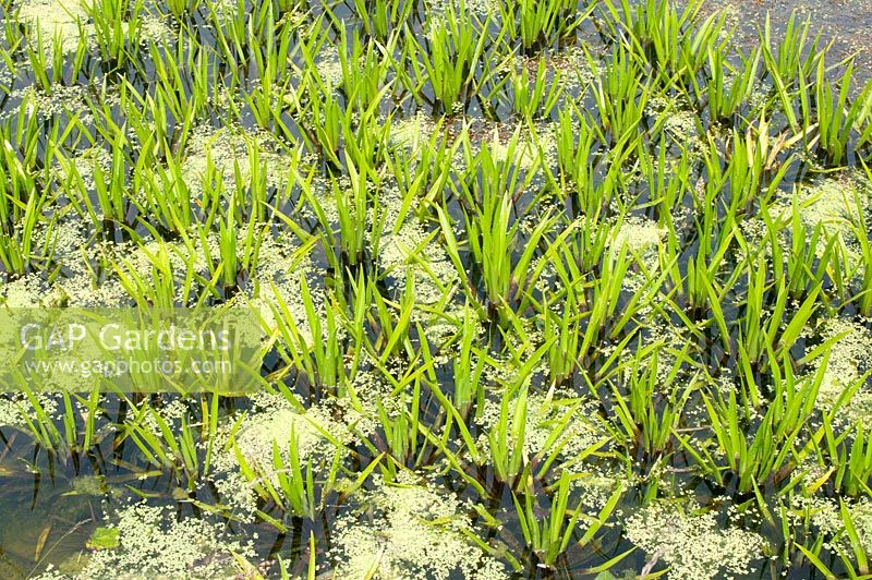 Statiotes aloides - water soldier or water pineapple - a submerged aquatic plant 