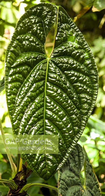 Anthurium luxurians 