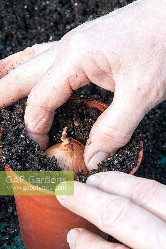 Planting shallot into a pot kept in a greenhouse for protection against the elements