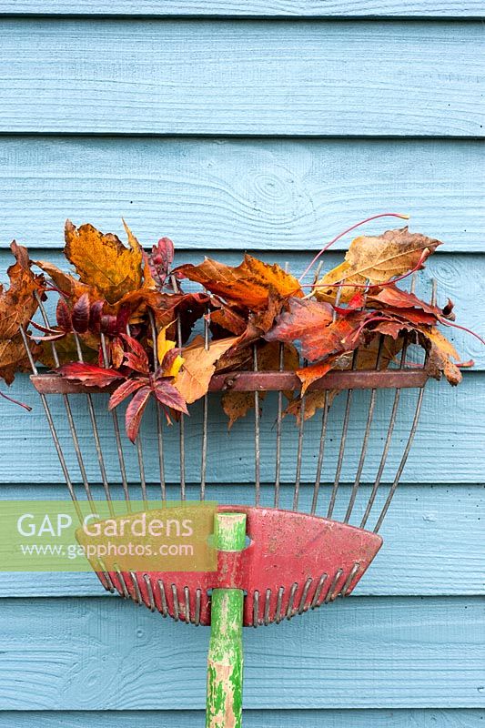 Rake with autumn leaves