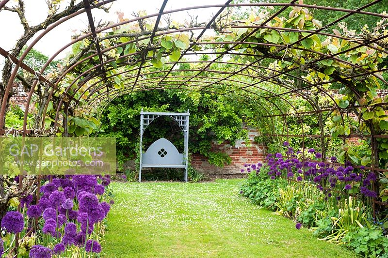 Vine covered metal tunnel with alliums in spring with seat in walled garden