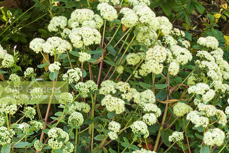 Hylotelephium telephium 'Gooseberry Fool' 