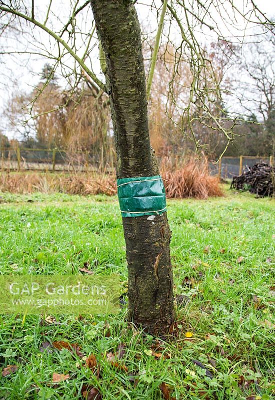 Applying Grease band to Plum 'Victoria' to protect against Mottled umber moth - Erannis defoliaria, Winter moth - Operophtera brumata and March moth - Alsophila aescularia