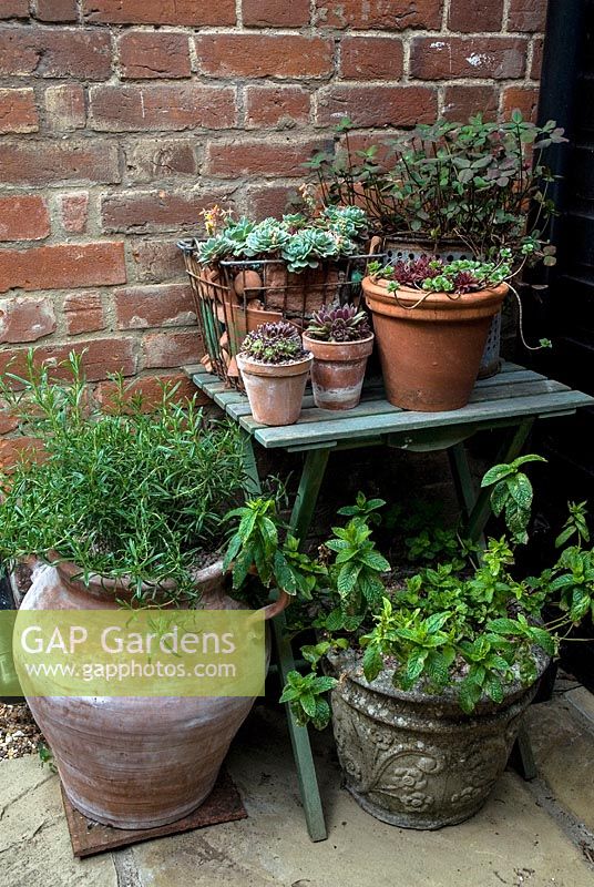 Sempervivum - Houseleeks in terracotta pots and in an old wire shopping basket with broken terracotta, large pot with Rosmarinus - Rosemary and stone pot with Mentha - mint in a small town garden