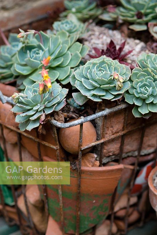 Sempervivum - Houseleeks in an old wire shopping basket with broken terracotta in a small town garden