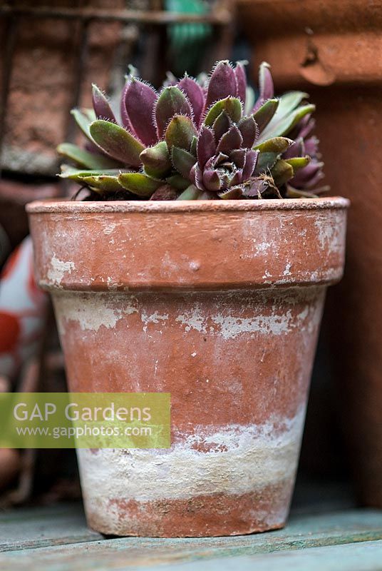 Sempervivum - Houseleek in a terracotta pot in a small town garden