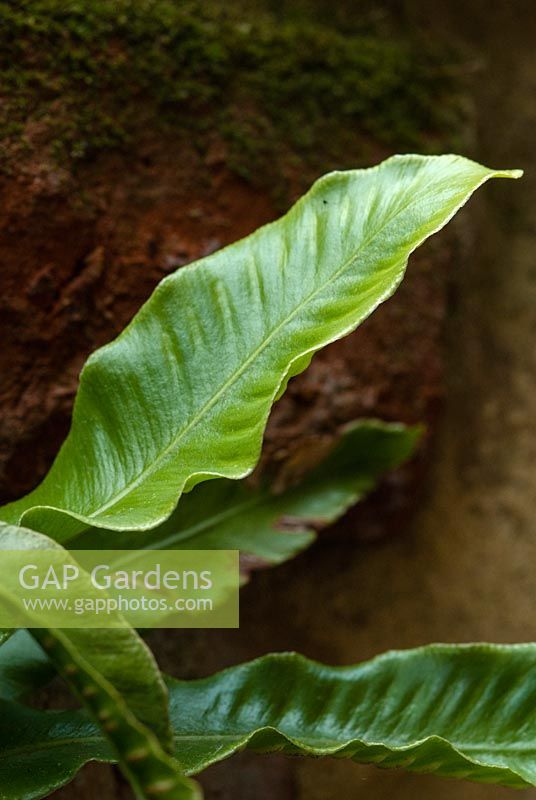 Asplenium scolopendrium - Hart's tongue fern in a small town garden
