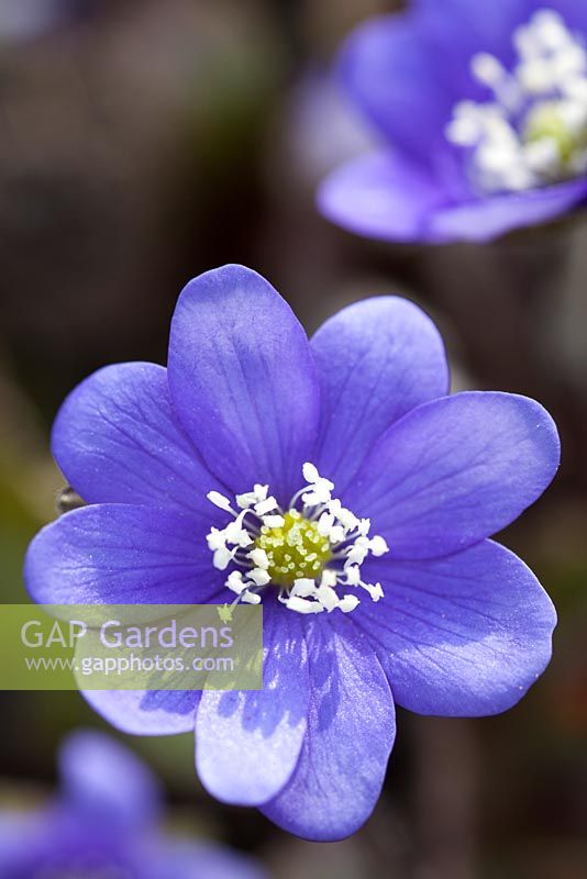 Hepatica nobilis