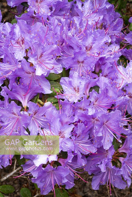 Rhododendron augustinii 'Hobbie' 