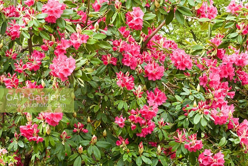 Rhododendron schlippenbachii 