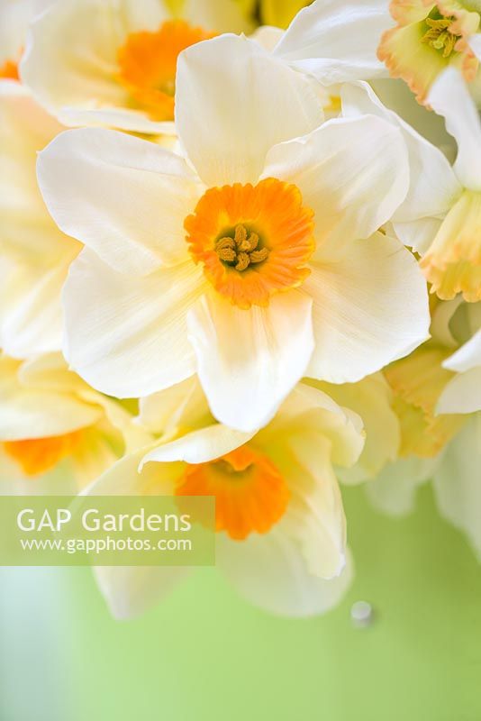 Narcissus 'Edward Buxton' in green hat box on table 