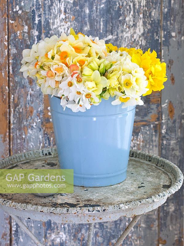 Narcissus in a blue bucket on table