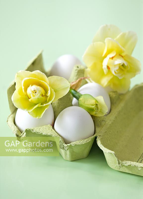 Green egg box with Narcissus 'Gay Time' 