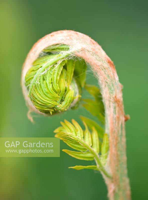 Osmunda regalis - royal fern