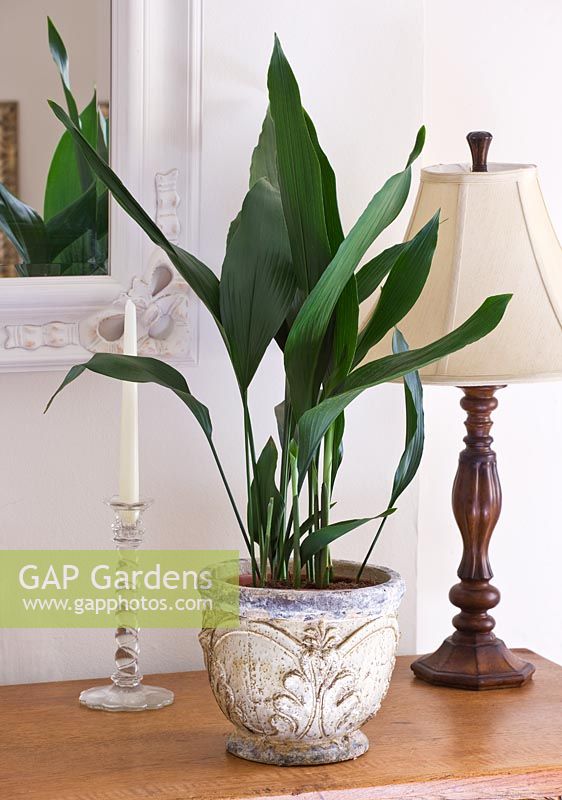 Aspidistra in container in bedroom