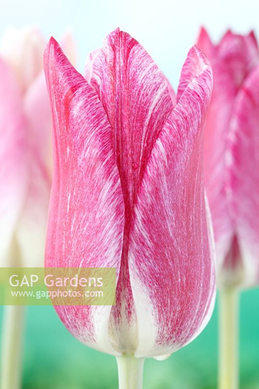 Tulipa 'Playtime'. Tulip Lily-flowered Group.  Cream tulip with variable pink markings that darken as the flower ages