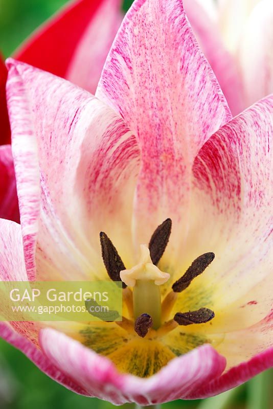 Tulipa 'Playtime'. Tulip Lily-flowered Group.  Cream tulip with variable pink markings that darken as the flower ages