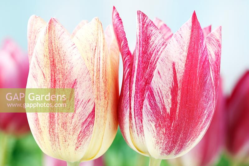 Tulipa 'Playtime'. Tulip, Lily-flowered Group.  Cream tulip with variable pink markings that darken as the flower ages 