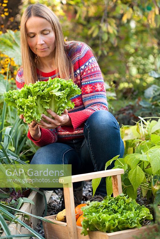 Woman harvesting curly endive 'Gentilina' in vegetable garden.