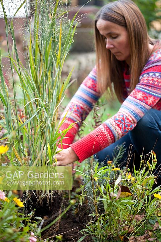 Woman planting Panicum virgatum 'Heavy metal'. 