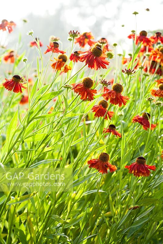 Helenium 'Moerheim Beauty'