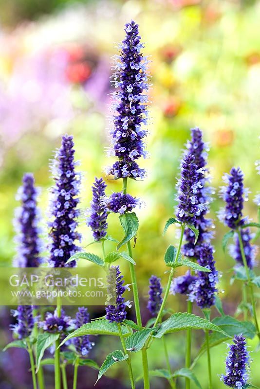 Agastache 'Black Adder'