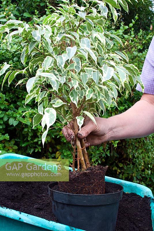 Repotting a Ficus benjamina 'Variegata' - Weeping Fig