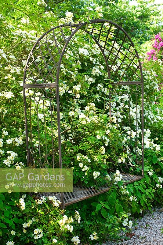 Rosa helenae hybrida climbing on trellis bench 