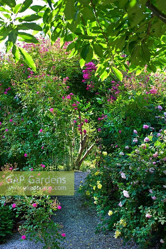 Path leading through climbing roses creating a tunnel 