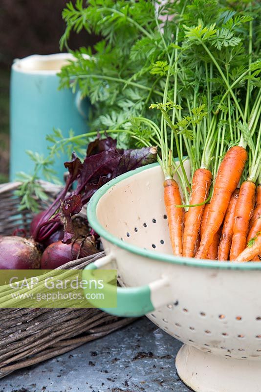 Harvested carrot 'Sugarsnax' with beetroot 