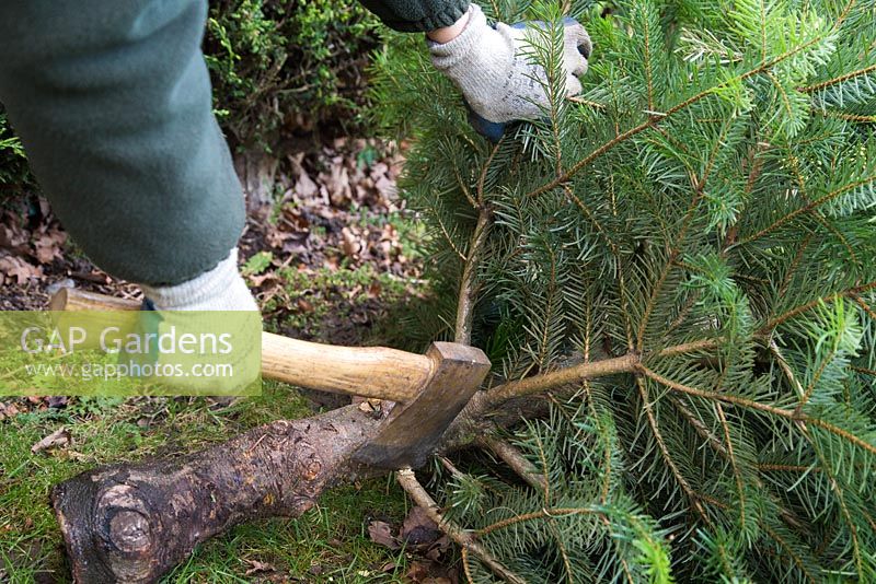 Recycling a Christmas tree for compost. Removing branches of Christmas tree with an axe