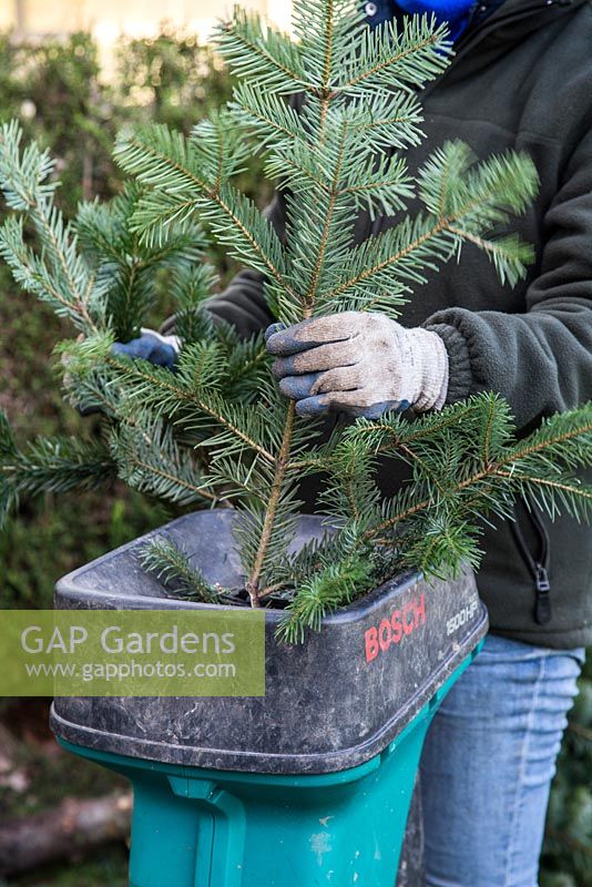 Recycling a Christmas tree for compost. Passing branches through a garden shredder