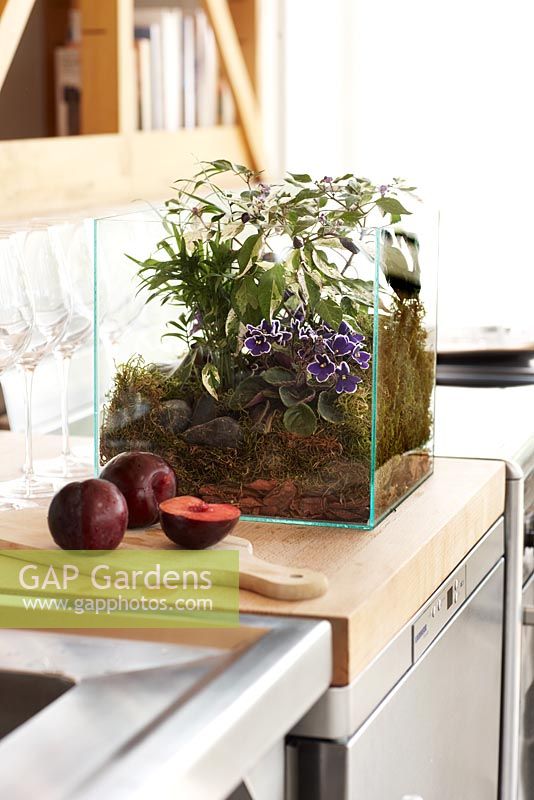 Planting display in glass aquarium - terrarium on modern kitchen worktop