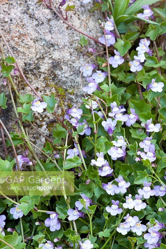 Cymbalaria pallida