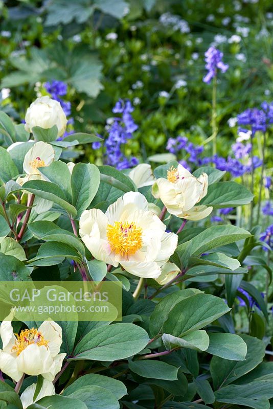 Paeonia mlokosewitschii, Hyacinthoides non-scripta