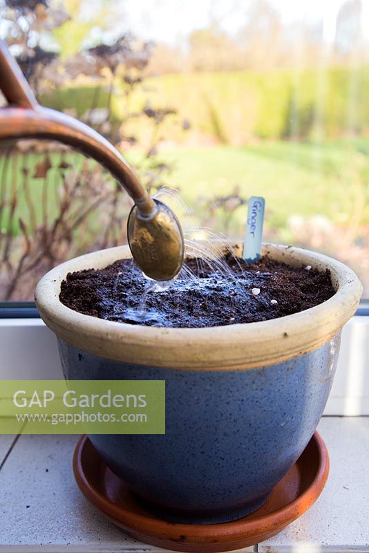 Watering Ginger - Zingiber officinale in pot