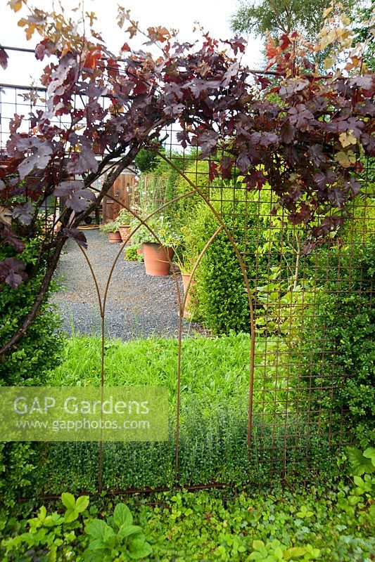 Vitis vinifera 'Purpurea' trained around the pointed arch 'windows' in the ruined church, constructed using weldmesh to give Liz somewhere to grow climbers. Whimble Garden and Nursery, Kinnerton, Powys, Wales