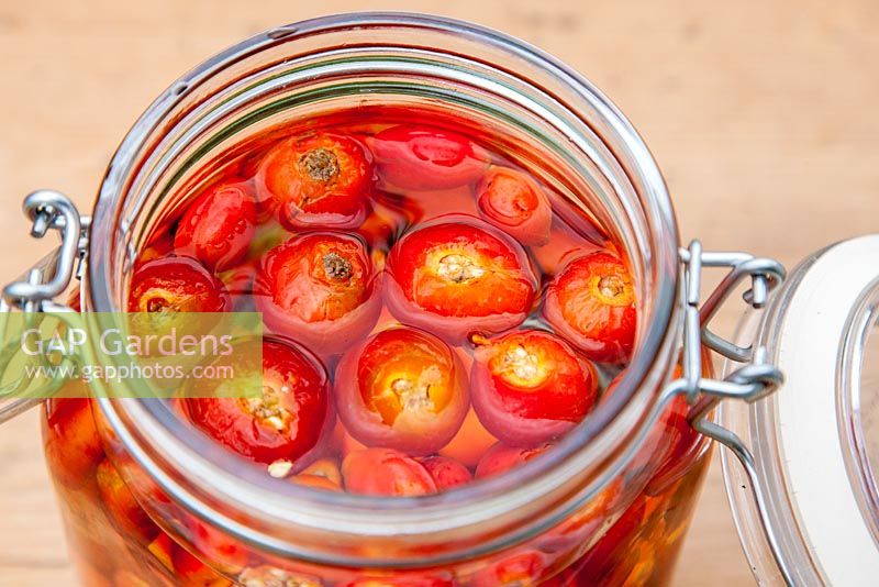 A preservation of rose hips in a bottling jar. Rosa canina and Rosa rugosa