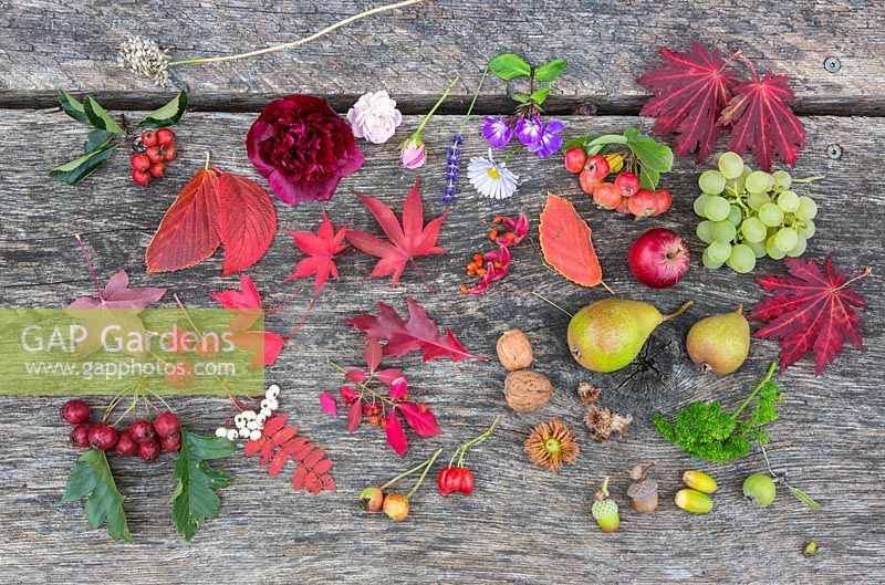 Autumn display of fruits, flowers and berries on wooden table 