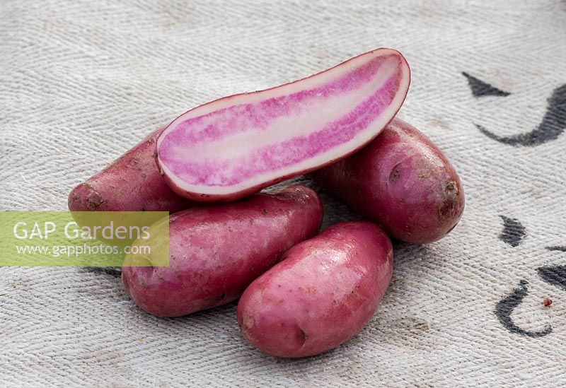 A red potato variety with a pink stripe inside displayed on a potato bag. Solanum tuberosum  'Rosemarie' 