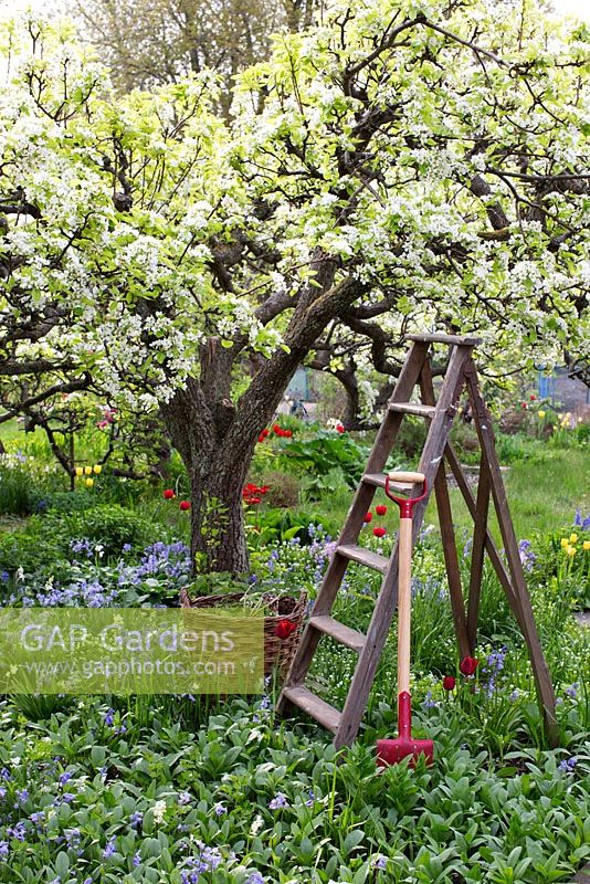Spring garden with old pear tree in bloom. Wooden ladder, basket and garden spade surrounded by planting of tulips, hosta, bluebells and narcissus 
