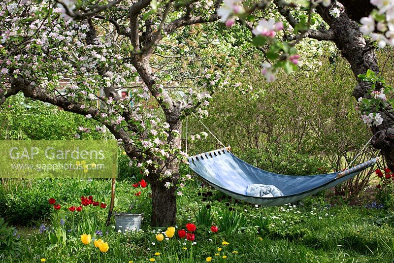 Spring garden with old fruit trees in bloom and hammock 