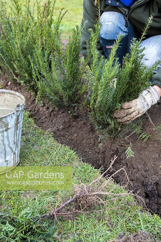 Planting bare root Yew plants in trench.