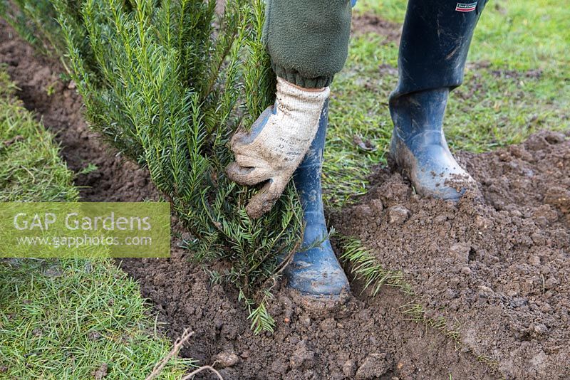 Heeling in bare root Yew plants.