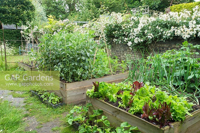 Raised vegetable beds with lettuces, onions, potatoes, broad beans and carrots. Rosa 'Cedric Morris' trained along top of brick wall.