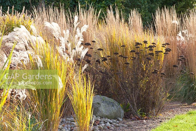 Autumnal border with Panicum virgatum 'Northwind', Achillea filipendula 'Parkers Variety' and Calamagrostis acutiflora 'Karl Foerster'