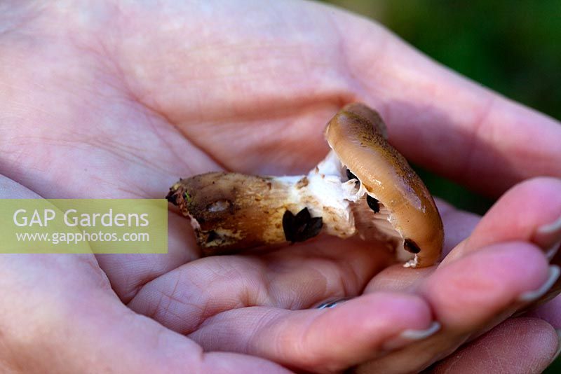 Trametes versicolor - Turkeytail fungus